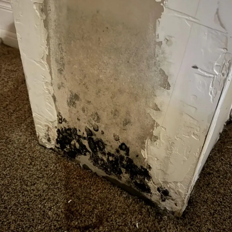 Professional Mold Removal in Haleyville, AL